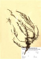 藏品(茵蒿草)的圖片